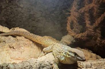 Echsen  kaufen und verkaufen Foto: Verkaufe Varanus acanthurus 0.0.1 von 2019