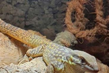 Echsen  kaufen und verkaufen Foto: Varanus acanthurus 0.0.1 