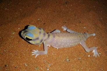 Geckos kaufen und verkaufen Foto: Nephrurus stellatus - 1,0