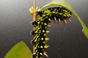 Insekten kaufen und verkaufen Foto: Antherina Suraka - Madagaskar Nachtpfauenauge - Eier abzugeben