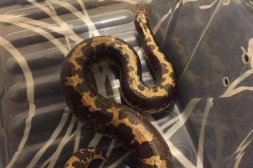 Boas kaufen und verkaufen Photo: Eryx colubrinus c./ loveridgei 1.2.0
