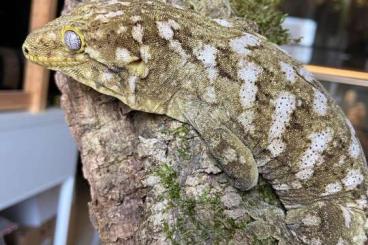 Geckos kaufen und verkaufen Photo: • Houten • geckos leachianus chahoua auriculatus ciliatus