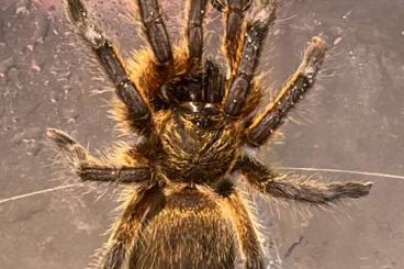 Vogelspinnen kaufen und verkaufen Foto: Harpactira pulchripes Vogelspinne Vogelspinnen kaufen und verkaufen Foto: Harpactira pulchripes Vogelspinne