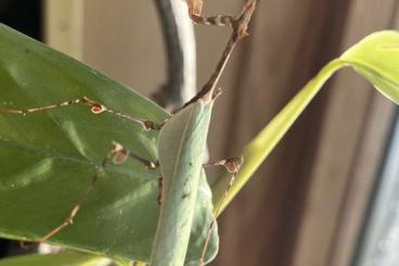 Insekten kaufen und verkaufen Foto: Gottesanbeter Sibylla pretiosa 