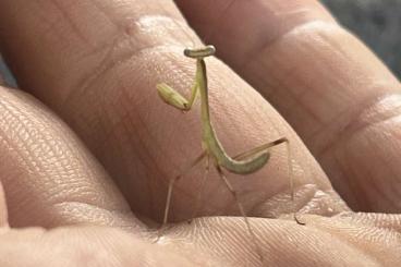 andere Wirbellose kaufen und verkaufen Foto: Gottesanbeter Hierodula membranacaea andere Wirbellose kaufen und verkaufen Foto: Gottesanbeter Hierodula membranacaea