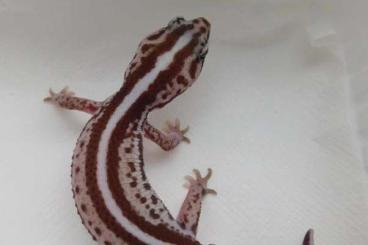 Geckos kaufen und verkaufen Foto: African Fattail Geckos | AFT Geckos | Hemitheconyx caudicinctus 