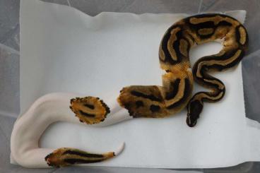 Königspythons kaufen und verkaufen Foto: Königspython Männchen abzugeben! Königspythons kaufen und verkaufen Foto: Königspython Männchen abzugeben!