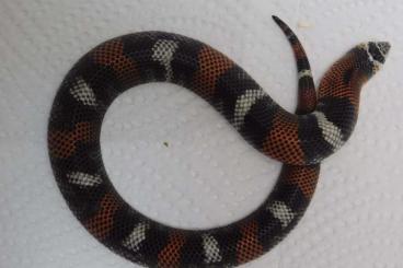 Schlangen kaufen und verkaufen Foto: 0.1 Xenodon pulcher, E-Hypo Female Schlangen kaufen und verkaufen Foto: 0.1 Xenodon pulcher, E-Hypo Female