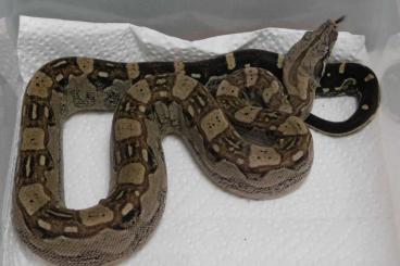 Boas kaufen und verkaufen Photo: 0.1 Aztec | Boa Constrictor Female HAMM SEPTEMBER Boas kaufen und verkaufen Photo: 0.1 Aztec | Boa Constrictor Female HAMM SEPTEMBER