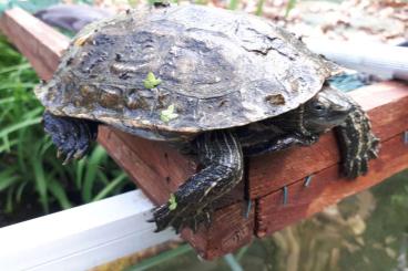 Sumpfschildkröten kaufen und verkaufen Foto: Männliche adulte Bachschildkrötee