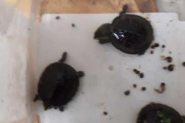 Schildkröten  kaufen und verkaufen Foto: Gebe NZ 2025 baurii Tiere sind futterfest und sehr aktiv