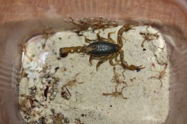 Skorpione kaufen und verkaufen Foto: For sale alive Olivierus (=Mesobuthus) caucasicus Skorpione kaufen und verkaufen Foto: For sale alive Olivierus (=Mesobuthus) caucasicus