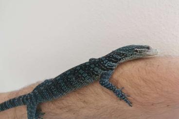 Monitor lizards kaufen und verkaufen Photo: Biete Macraei NZ 2023 zur Abgabe an 