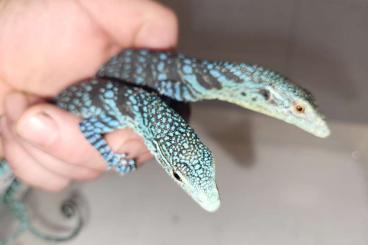 Monitor lizards kaufen und verkaufen Photo: Biete Varanus Macraei NZ 2024 Monitor lizards kaufen und verkaufen Photo: Biete Varanus Macraei NZ 2024