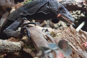 Monitor lizards kaufen und verkaufen Photo: Varanus beccarii adult Breeding male