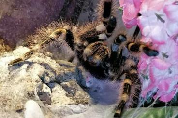 Spinnen und Skorpione kaufen und verkaufen Photo: Grammostola pulchripes Mädel Spinnen und Skorpione kaufen und verkaufen Photo: Grammostola pulchripes Mädel