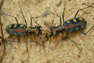Insects kaufen und verkaufen Photo: Cicindela aurulenta, Laufkäfer aus Thailand Insects kaufen und verkaufen Photo: Cicindela aurulenta, Laufkäfer aus Thailand