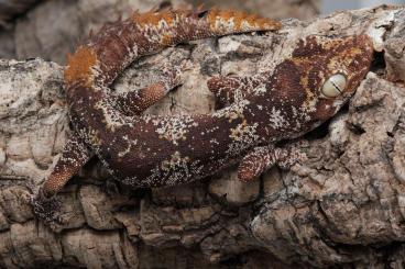 Geckos kaufen und verkaufen Photo: Corallus, nephrurus, strophurus