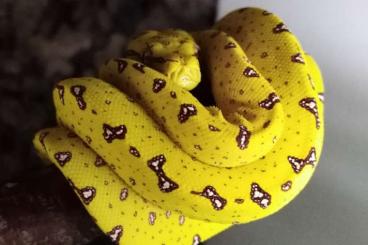 Pythons kaufen und verkaufen Foto: Baumpython Morelia Viridis 