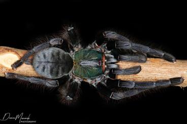 - bird spiders kaufen und verkaufen Photo: www.TarantulaShop.eu Weinstadt 21.10