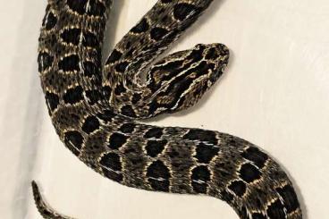 Venomous snakes kaufen und verkaufen Photo: Bitis atropos ( Berg Puffotter ) NZ 24 Venomous snakes kaufen und verkaufen Photo: Bitis atropos ( Berg Puffotter ) NZ 24
