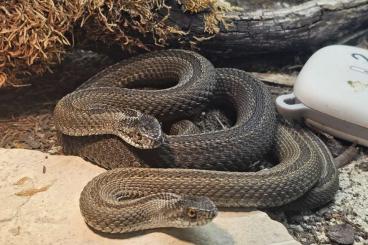 Venomous snakes kaufen und verkaufen Photo: Suche Vipera ursinii moldavica Venomous snakes kaufen und verkaufen Photo: Suche Vipera ursinii moldavica