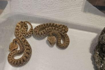 Venomous snakes kaufen und verkaufen Photo: 2 Cerastes g. gasperettii NZ 2024 Venomous snakes kaufen und verkaufen Photo: 2 Cerastes g. gasperettii NZ 2024