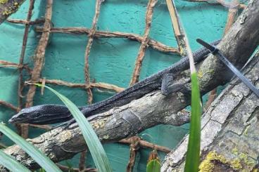 Echsen kaufen und verkaufen Foto: Varanus Beccarii 0.0.1 12/24 Echsen kaufen und verkaufen Foto: Varanus Beccarii 0.0.1 12/24