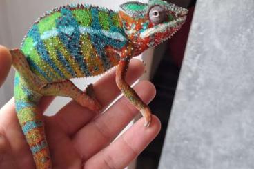 Echsen kaufen und verkaufen Photo: Biete wegen hobbyaufgabe Echsen kaufen und verkaufen Photo: Biete wegen hobbyaufgabe