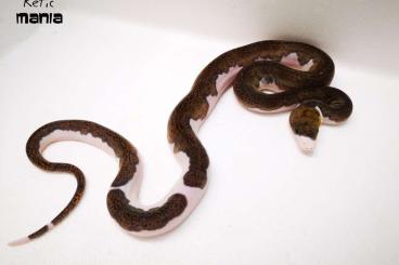 Pythons kaufen und verkaufen Foto:  Reticulated python from my own breeding ReticMania