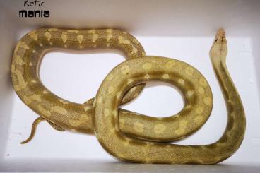 Schlangen kaufen und verkaufen Foto: Reticulated python from my own breeding ReticMania