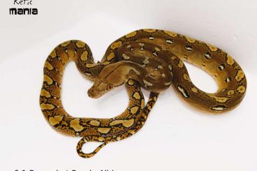 Snakes kaufen und verkaufen Photo: Reticulated python from ReticMania