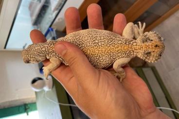 Echsen  kaufen und verkaufen Foto: Uromastyx thomasi 2.0 2021 CB 