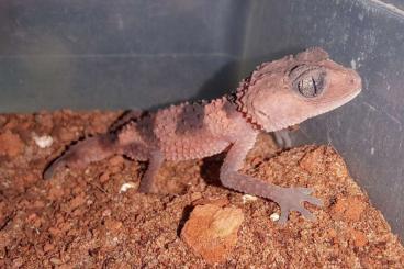 Geckos kaufen und verkaufen Photo: 2.3 Nephrurus cinctus 2023/2024 Geckos kaufen und verkaufen Photo: 2.3 Nephrurus cinctus 2023/2024