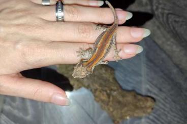 Geckos kaufen und verkaufen Photo: Rhacodactylus Auriculatus 0.0.2 ENZ 2024 Geckos kaufen und verkaufen Photo: Rhacodactylus Auriculatus 0.0.2 ENZ 2024