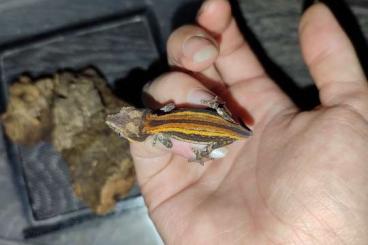 Geckos kaufen und verkaufen Photo: Rhacodactylus Auriculatus 0.0.4 ENZ 2024