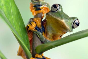 Frösche  kaufen und verkaufen Foto: Suche Rhacophorus nigropalmatus DNZ