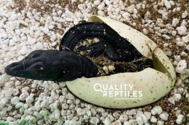 Monitor lizards kaufen und verkaufen Photo: 5.4 Varanus salvator komaini (black dragon) CB2023