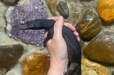 Warane kaufen und verkaufen Foto: Black dragon - Water monitor - Varanus salvator “komaini”
