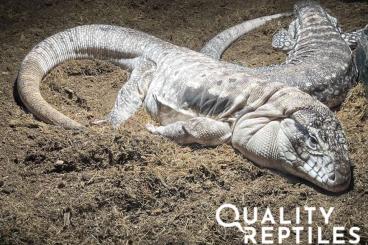 other lizards kaufen und verkaufen Photo: RARE MORP: anerythristic red tegus 2021