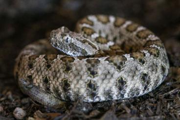 Venomous snakes kaufen und verkaufen Photo: 2.1 crotalus enyo enyo cb 2022