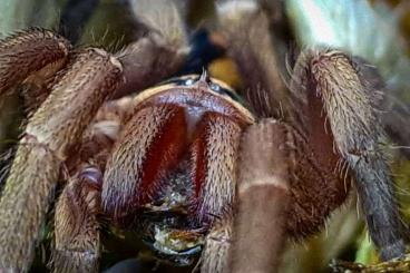 - bird spiders kaufen und verkaufen Photo: Diverse Vogelspinnen von klein bis groß - bird spiders kaufen und verkaufen Photo: Diverse Vogelspinnen von klein bis groß