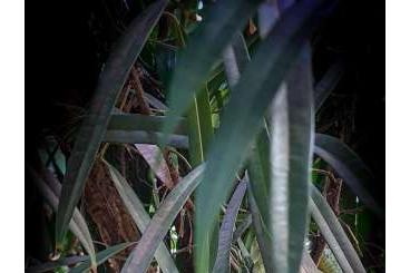 - bird spiders kaufen und verkaufen Photo: Diverse Vogelspinnen von klein bis groß Teil 2 - bird spiders kaufen und verkaufen Photo: Diverse Vogelspinnen von klein bis groß Teil 2