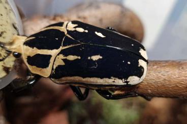 andere Wirbellose kaufen und verkaufen Foto: Verschiedene Käfer, Schaben, Phasmiden andere Wirbellose kaufen und verkaufen Foto: Verschiedene Käfer, Schaben, Phasmiden