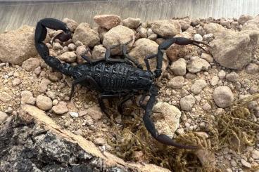 Spiders and Scorpions kaufen und verkaufen Photo: Gebe Bestand ab, Androctonus, Parabuthus Spiders and Scorpions kaufen und verkaufen Photo: Gebe Bestand ab, Androctonus, Parabuthus