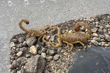 Scorpions kaufen und verkaufen Photo: Androctonus, Hottentotta, Parabuthus, Leiurus Scorpions kaufen und verkaufen Photo: Androctonus, Hottentotta, Parabuthus, Leiurus