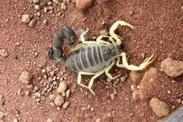 Skorpione kaufen und verkaufen Foto: Parabuthus, Hottentotta auch tausch Skorpione kaufen und verkaufen Foto: Parabuthus, Hottentotta auch tausch