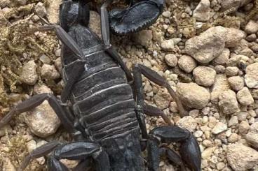 Skorpione kaufen und verkaufen Foto: Androctonus, Leiurus, Hottentotta, Parabuthus Skorpione kaufen und verkaufen Foto: Androctonus, Leiurus, Hottentotta, Parabuthus
