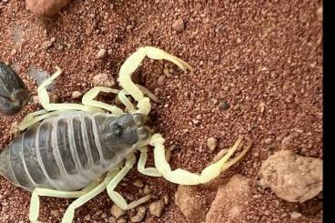 Skorpione kaufen und verkaufen Photo: Parabuthus schlechteri und transvalicus Skorpione kaufen und verkaufen Photo: Parabuthus schlechteri und transvalicus