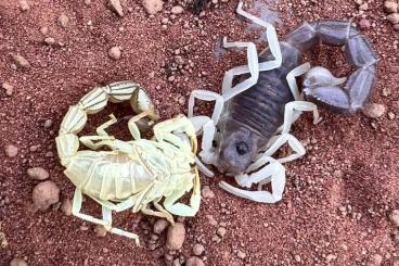 Skorpione kaufen und verkaufen Photo: Parabuthus schlechteri und transvalicus Skorpione kaufen und verkaufen Photo: Parabuthus schlechteri und transvalicus